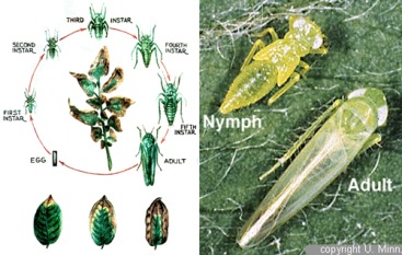Vòng đời rầy xanh (14 - 21 ngày) Empoasca sp và Rầy xanh Empoasca sp ấu trùng và trưởng thành.