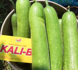 Giống bí đao Vino KaliB