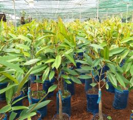 Giống sầu riêng các loại