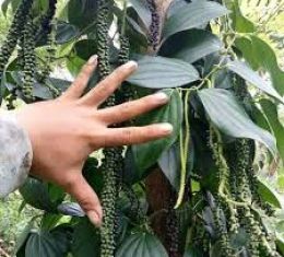 Giống tiêu Srilanka