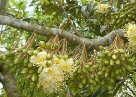 Sầu riêng ra hoa bất chấp thời tiết